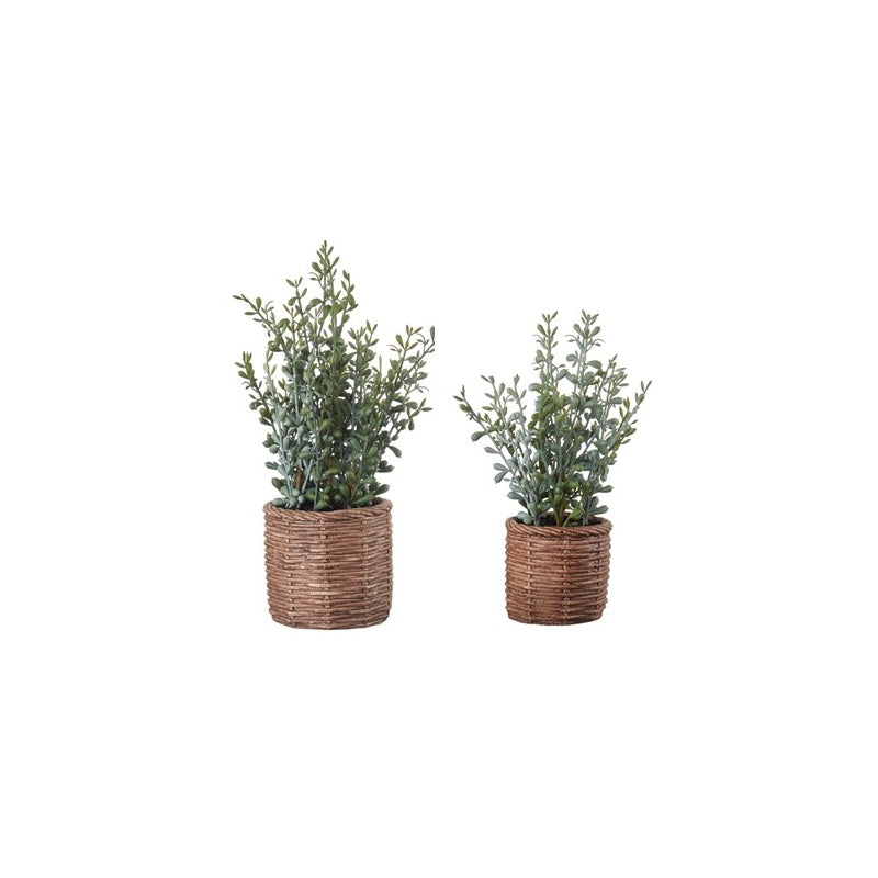 Set 2 Vasi con Piante Sedum Flowers – L'Oca Nera Ø 13x36h / Ø 10,5x30h cm