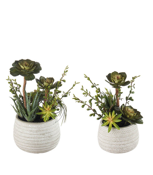 Composizione Piante Grasse Set 2 Vasi L'Oca Nera 30cm e 25cm