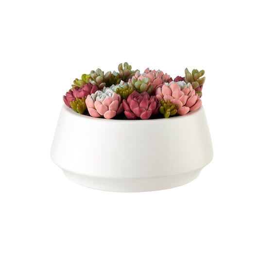 Composizione Piante Grasse Flowers – L'Oca Nera Ø 25x15,5 cm